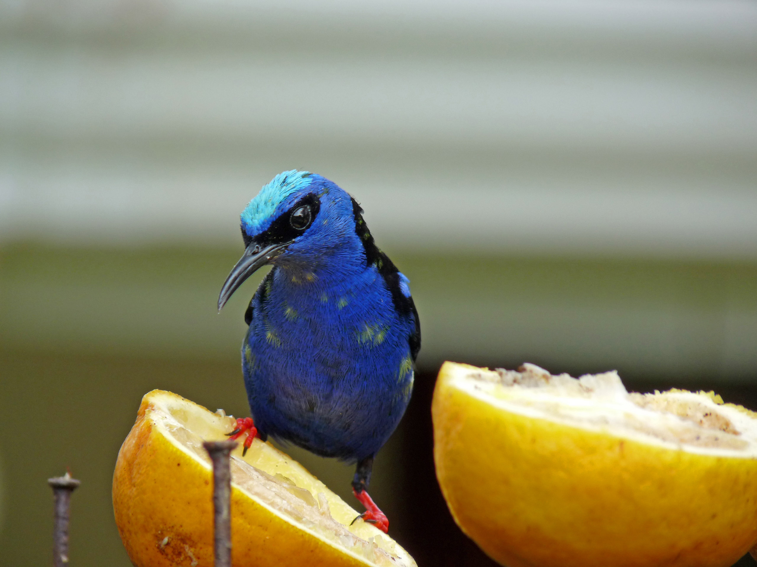 P1050080